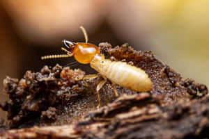 Close Up Termiteon Wood Wallpaper