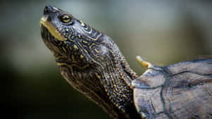 Close Up Terrapin Portrait Wallpaper