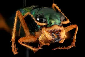 Close Up Tiger Beetle Wallpaper