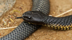 Close Up Tiger Snake Wallpaper