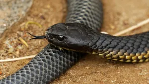 Close Up Tiger Snake Wallpaper
