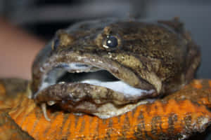 Close Up Toadfish Portrait Wallpaper