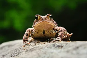 Close Up True Frog On Rock.jpg Wallpaper