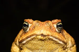 Close Up True Toad Portrait Wallpaper