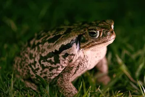 Close Up True Toadin Grass Wallpaper