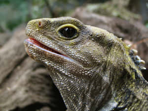 Close Up Tuatara Reptile Wallpaper