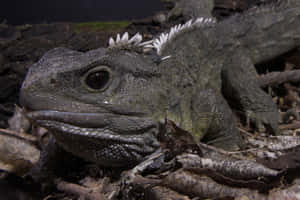 Close Up Tuatara Reptile Wallpaper