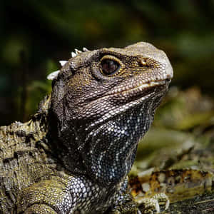 Close Up Tuatara Reptile Wallpaper