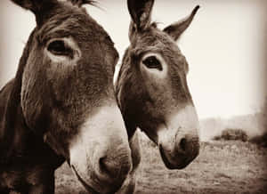 Close Up Two Donkeys Sepia Tone Wallpaper