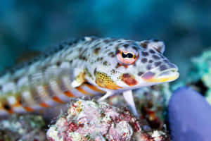Close-up Underwater Shot Of A Vibrant Lizardfish Wallpaper