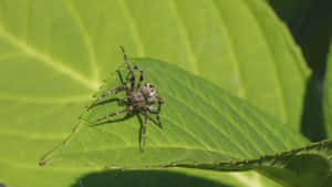 Close-up View Of A Brown Recluse Spider Wallpaper