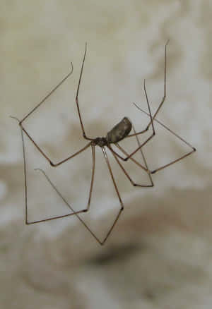 Close-up View Of A Brown Recluse Spider Wallpaper