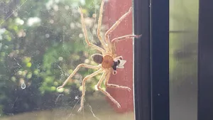 Close-up View Of A Brown Recluse Spider Wallpaper
