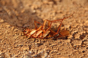 Close-up View Of A Dead American Cockroach Wallpaper