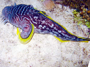 Close-up View Of A Toadfish In Its Natural Habitat Wallpaper