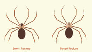 Close-up View Of Brown Recluse Spider On Wall Wallpaper