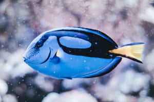 Close-up View Of Iridescent Fish Scales Wallpaper