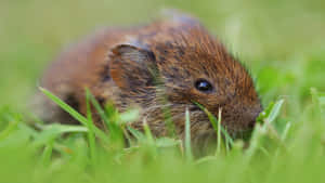 Close Up Volein Grass.jpg Wallpaper