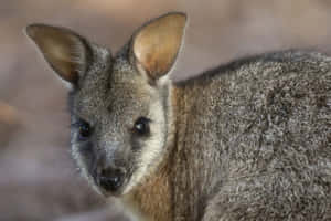 Close Up Wallaby Portrait Wallpaper