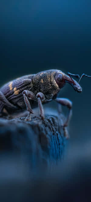 Close Up Weevil In Natural Habitat Wallpaper