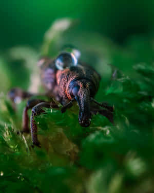 Close Up Weevilin Nature.jpg Wallpaper