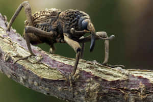 Close Up Weevilon Branch Wallpaper