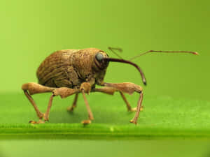 Close Up Weevilon Green Leaf Wallpaper