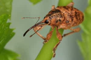 Close Up Weevilon Leaf.jpg Wallpaper