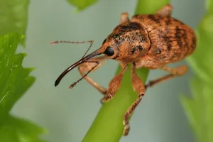 Close Up Weevilon Leaf.jpg Wallpaper