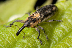 Close Up Weevilon Leaf Wallpaper