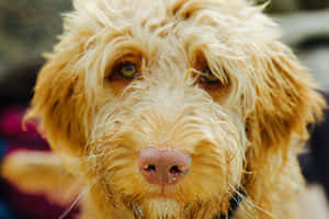 Close Up Wet Golden Dog Face Wallpaper