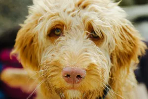 Close Up Wet Golden Dog Face Wallpaper