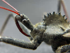 Close Up Wheel Bug Wallpaper