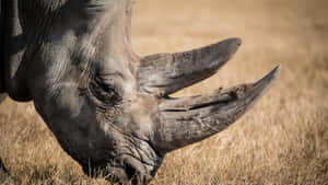 Close Up White Rhinoceros Horn Wallpaper