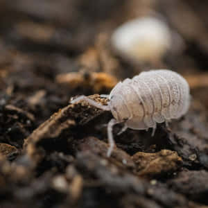 Close Up White Woodlouse Exploring Wallpaper