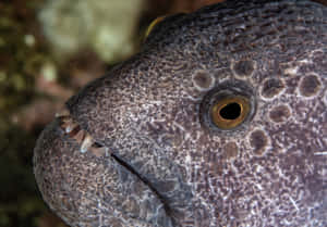 Close Up Wolf Eel Face Wallpaper