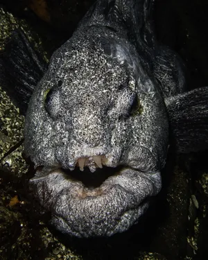 Close Up Wolf Eel Face Wallpaper