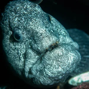 Close Up Wolf Eel Portrait Wallpaper