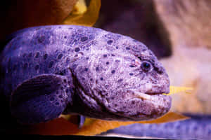 Close Up Wolf Eel Underwater Wallpaper