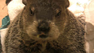 Close Up Woodchuck Portrait Wallpaper