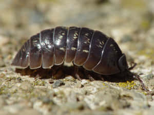 Close Up Woodlouse On Ground.jpg Wallpaper