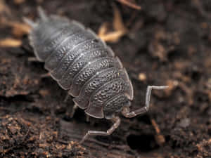 Close Up Woodlouse On Soil Wallpaper