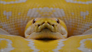 Close Up Yellow Anaconda Wallpaper