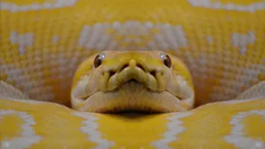 Close Up Yellow Anaconda Wallpaper