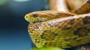 Close Up Yellow Snake Wallpaper