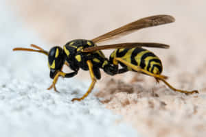 Close Up Yellowjacket Wasp Wallpaper