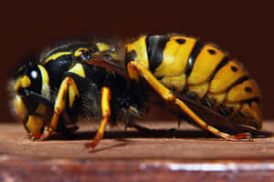 Close Up Yellowjacket Wasp Wallpaper