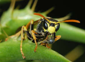 Close Up Yellowjacket Wasp Wallpaper