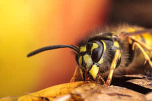 Close Up Yellowjacket Wasp Wallpaper