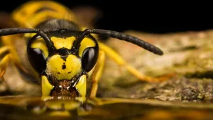 Close Up Yellowjacket Wasp Wallpaper